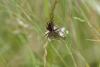 Dolomedes sp.